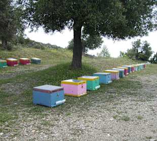 Bienenkästen