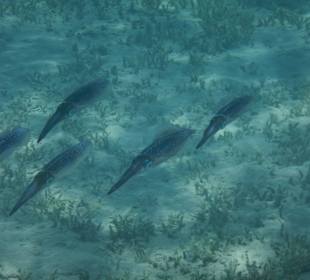 Die Kalmare am Abend öfter zu sehenbend