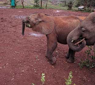 Elefanten