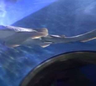 National Aquarium Malta