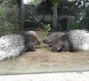 Und die lieben Stachelschweine !!