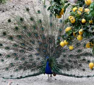 Pfau beim Kloster Paleokastritsa