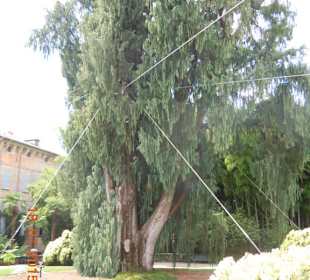 Isole Madre nach dem Sturm