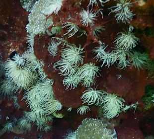 Schnorcheln Marsa Alam