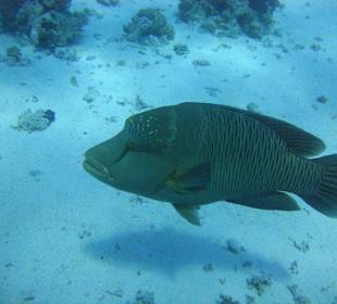 Napoleon bei Gota Ramada West