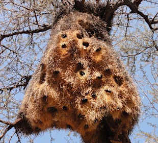 Webervogelnest beim Parkplatz