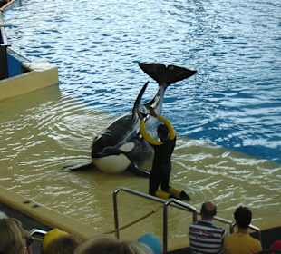 Orca-Show