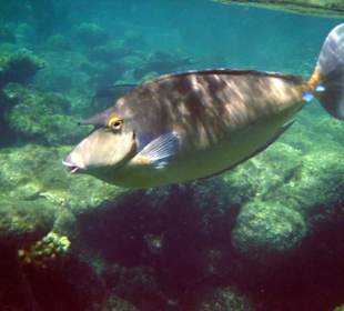 Langnasen-Doktorfisch