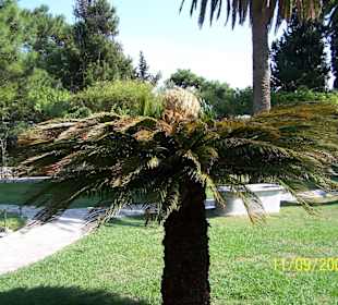 Der traumhafte Garten