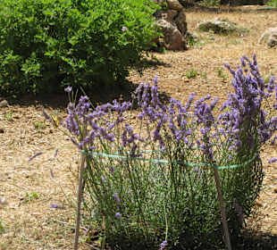 Lavendel