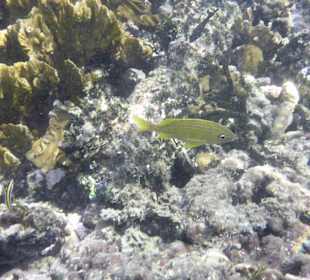 Unter Wasser am Hausriff