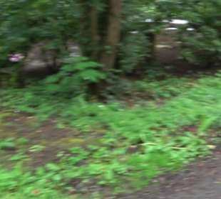 Waldfriedhof Degerloch