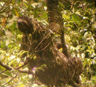 Faultier im National Park Manuel Antonio