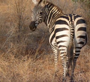Zebra