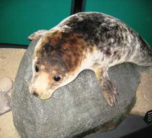 Versch. Meeresbewohner