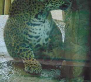 La Paz Waterfall Gardens
