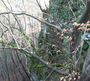 Gustav-Jakob Höhle Grabenstetten