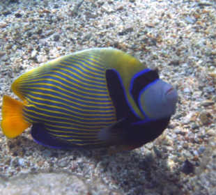 Imperator Kaiserfisch