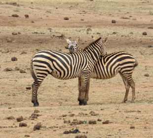 Tsavo East