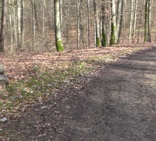 Gomaringer Rundweg - Zu den Giganten im Wald
