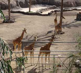 Giraffen