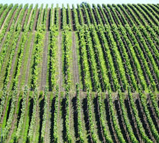 Weinberge an der Mainschleife