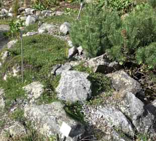 Alpinum