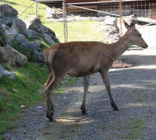 Alpenwildpark 