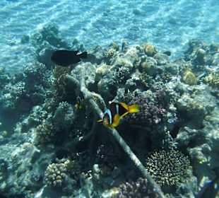 Am rechten Strand viele Korallen und Fische 