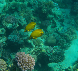 Schnorcheln Marsa Alam