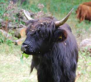 Schottisches Hochlandrind