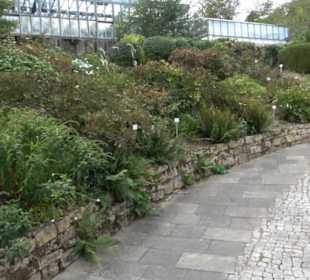 Fuchsien