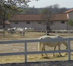 pferde