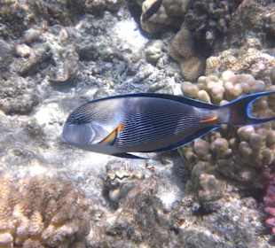 Arabischer Doktorfisch