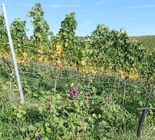 Bei einer Weinbergswanderung bei Sommerach