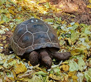 Zanzibar Tour Guides