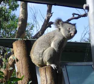 Taronga Zoo