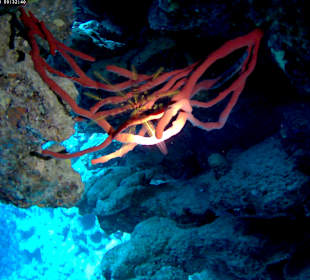 Tauchbasis Extra-Divers Dahab