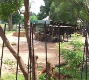 Elefantenreiten Sigiriya