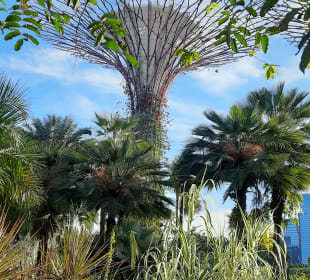 Gardens by the Bay