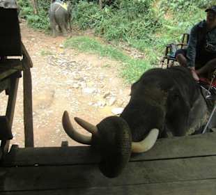 Elefanten reiten!