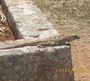 "Bewohner" der Maya-Stadt Uxmal