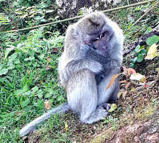 Affen auf dem Weg