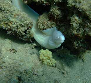 Moräne beim Hausriff