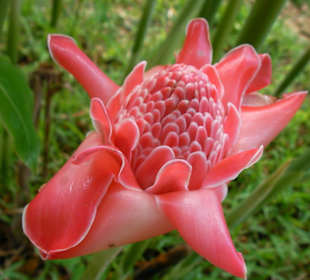 Wunderschöne Blumen im botanischen Garten