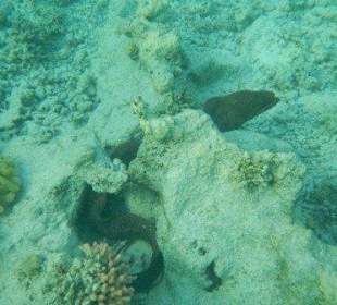 Muräne im Innenriff