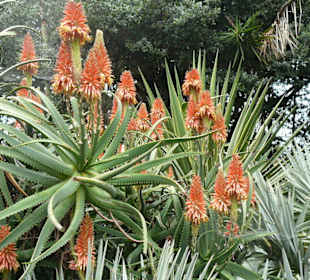 Botanischer Garten Teneriffa