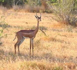 Tsavo Ost