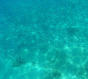 Meer - Hotel Le Pacha Beach Resort