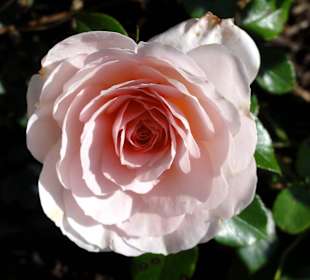 Spaziergang durch das Rosarium des Stadtgartens